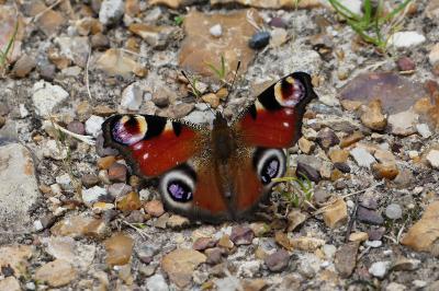 Aglais io