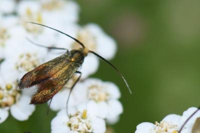 <i>Adela violella</i>