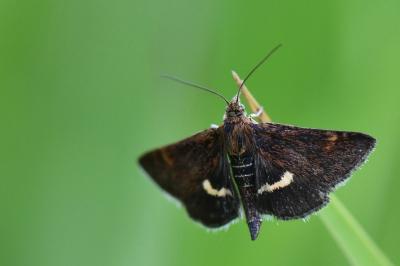 <i>Pyrausta obfuscata</i>