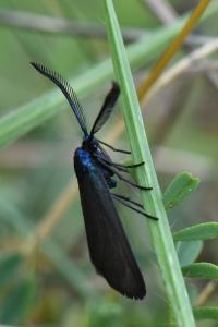 Procris du Prunier 