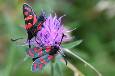 Zygène du Sainfoin 