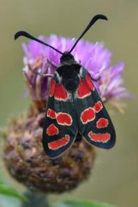 Zygène du Sainfoin 