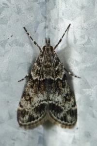 <i>Eudonia mercurella</i>
