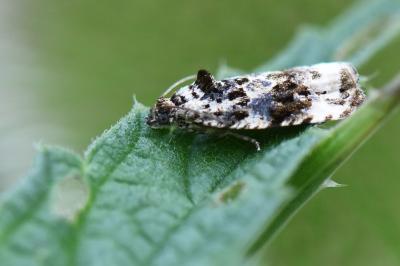 <i>Endothenia</i>