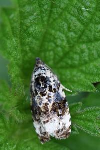 <i>Endothenia</i>