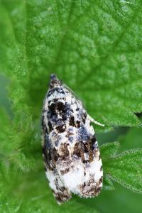 <i>Endothenia</i>