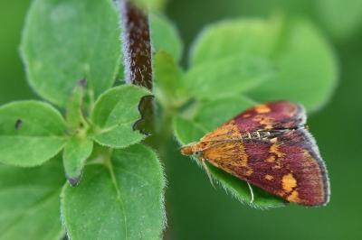 <i>Pyrausta aurata</i>