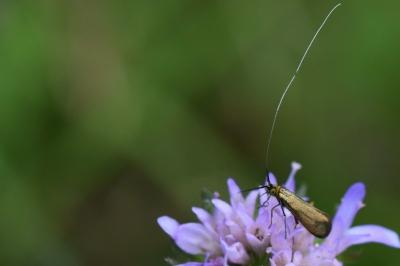 <i>Nemophora metallica</i>