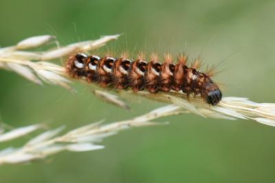 Noctuelle de la Patience 