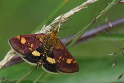 <i>Pyrausta aurata</i>