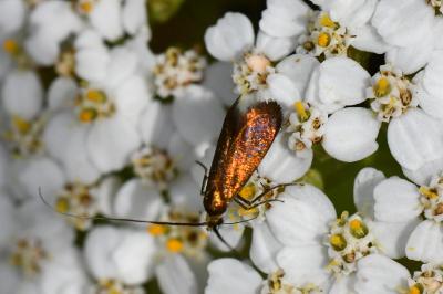 <i>Cauchas rufimitrella</i>