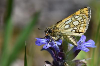 Hespérie du Brome 