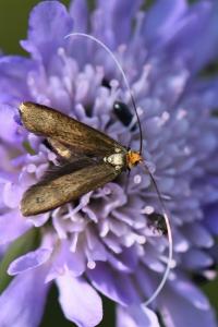 <i>Nemophora metallica</i>