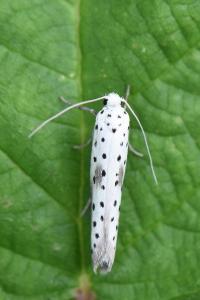<i>Yponomeuta irrorella</i>