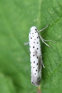 <i>Yponomeuta irrorella</i>