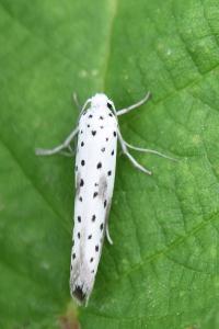 <i>Yponomeuta irrorella</i>