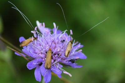 <i>Nemophora metallica</i>