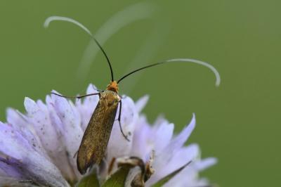 <i>Nemophora metallica</i>