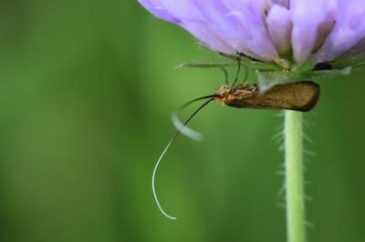 <i>Nemophora metallica</i>
