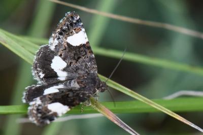Noctuelle en deuil 