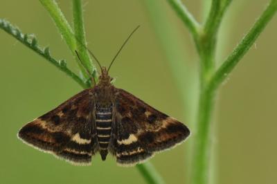 <i>Pyrausta despicata</i>