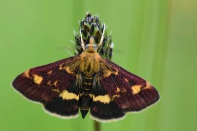 <i>Pyrausta aurata</i>
