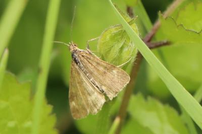 <i>Pyrausta despicata</i>