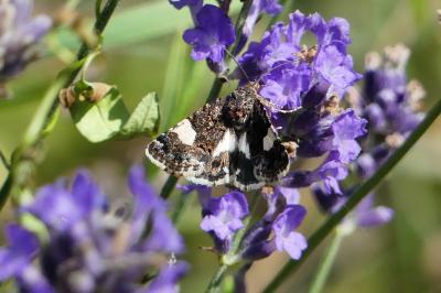 Noctuelle en deuil 