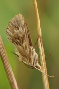 <i>Cynaeda dentalis</i>