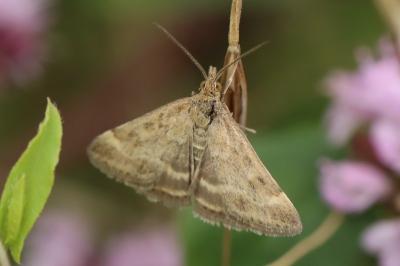 <i>Pyrausta despicata</i>