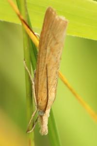 <i>Pediasia contaminella</i>