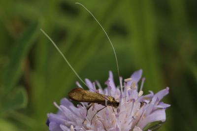 <i>Nemophora metallica</i>