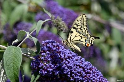 Machaon 