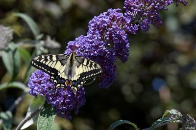 Machaon 