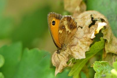 Pyronia tithonus