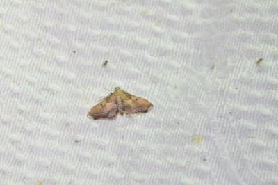 <i>Endotricha flammealis</i>