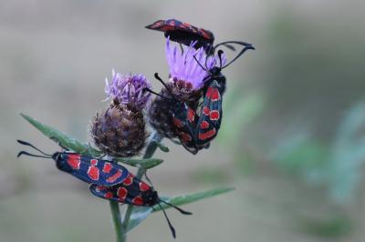 Zygène du Sainfoin 