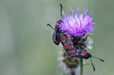 Zygène du Sainfoin 