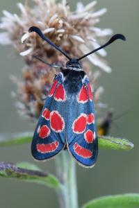Zygène du Sainfoin 