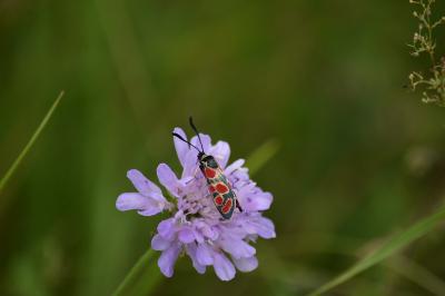 Zygène du Sainfoin 