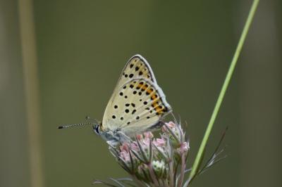 Cuivré fuligineux 