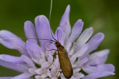 <i>Nemophora metallica</i>