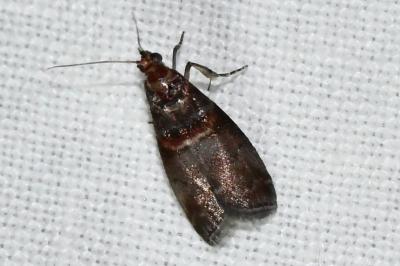 <i>Acrobasis advenella</i>