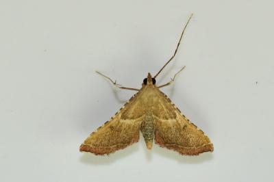 <i>Endotricha flammealis</i>