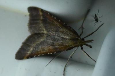 <i>Synaphe punctalis</i>