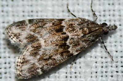 <i>Eudonia mercurella</i>