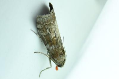 <i>Phycita roborella</i>