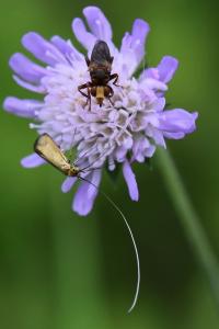 <i>Nemophora metallica</i>