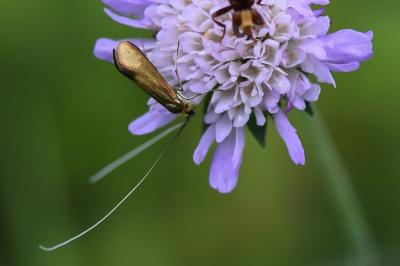 <i>Nemophora metallica</i>