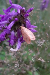 Rosette 